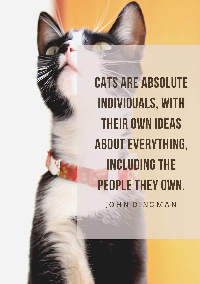 Best Cat Quotes for Cat Owners and Cat Lovers7.jpeg