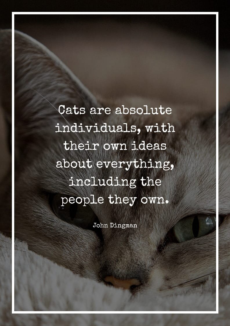 Best Cat Quotes for Cat Owners and Cat Lovers6.jpeg