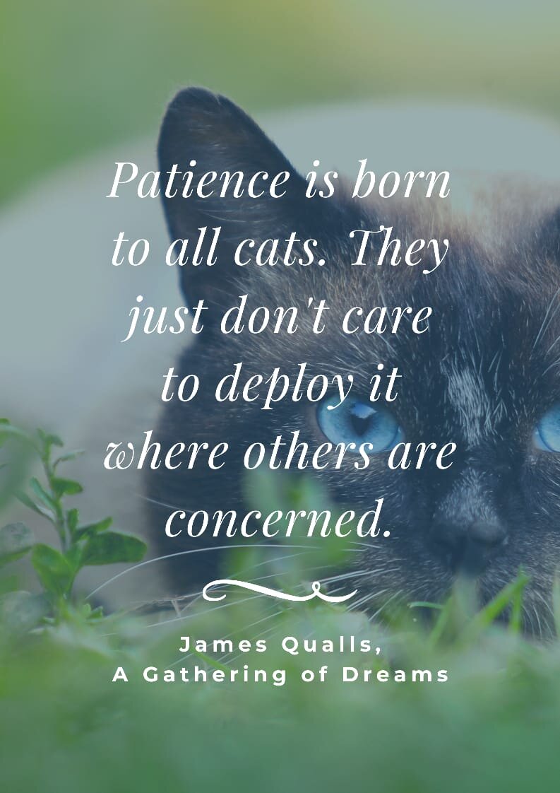 Best Cat Quotes for Cat Owners and Cat Lovers8.jpeg