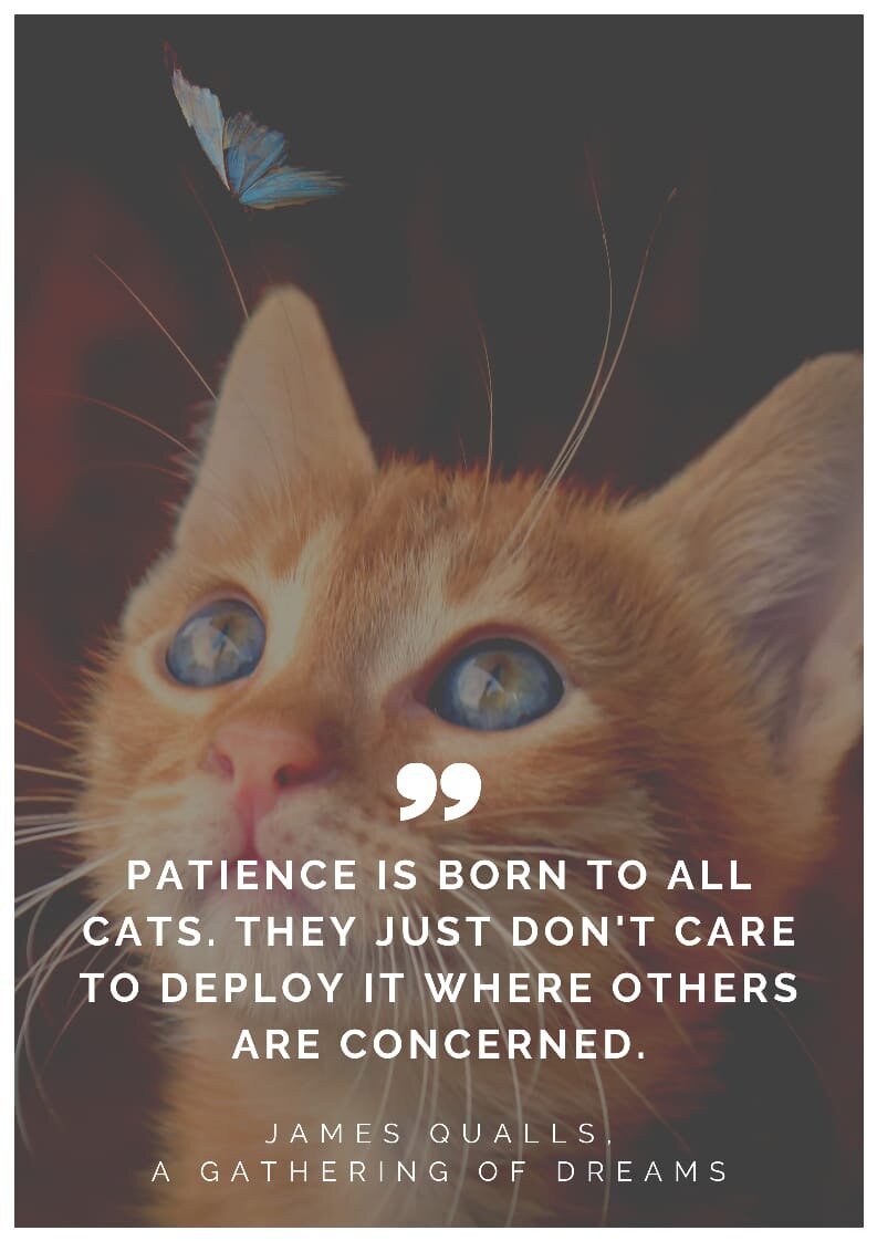 Best Cat Quotes for Cat Owners and Cat Lovers9.jpeg
