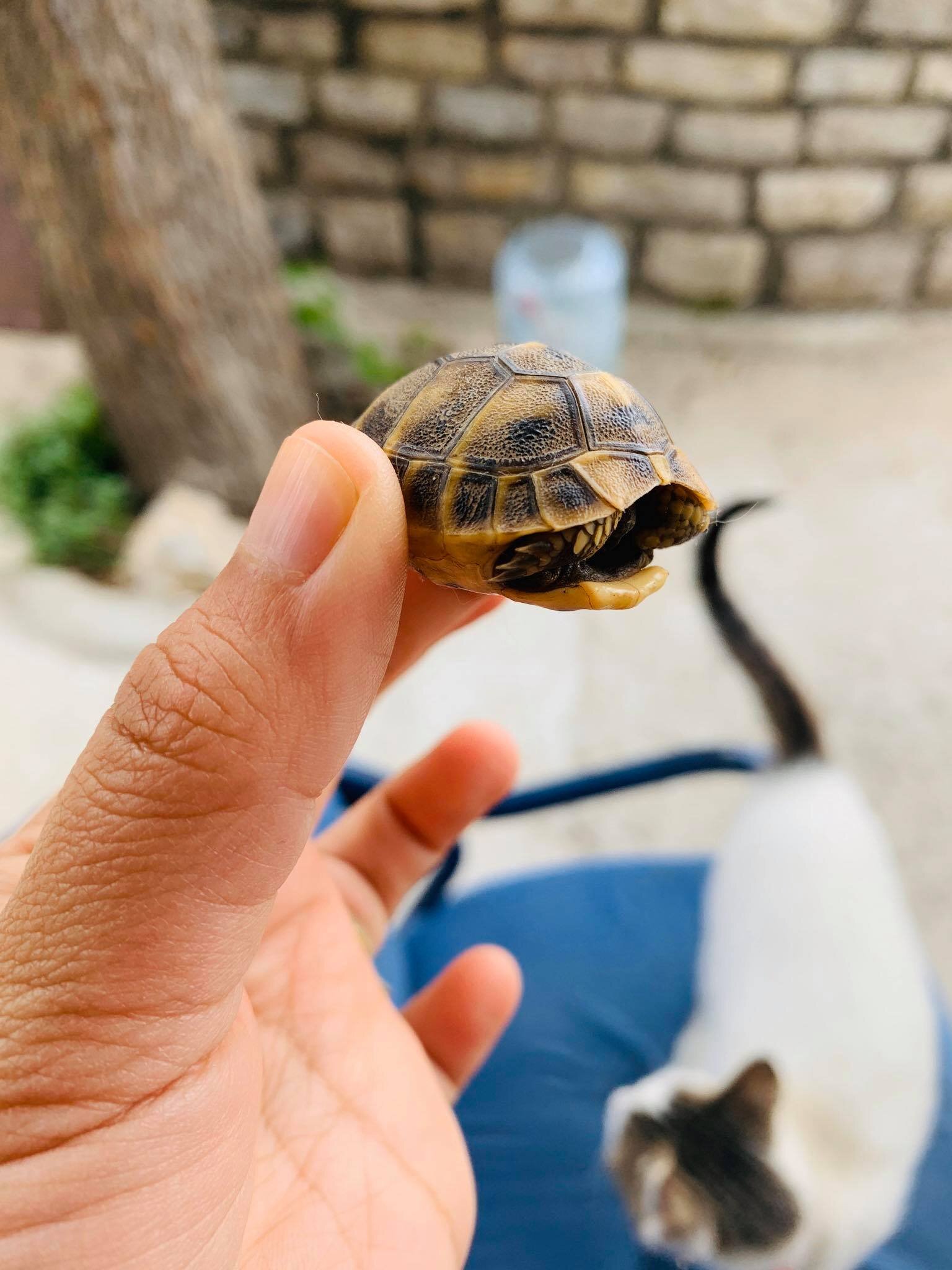 Expat Life in Montenegro Day 329What shall we name our new tortoise2.jpg