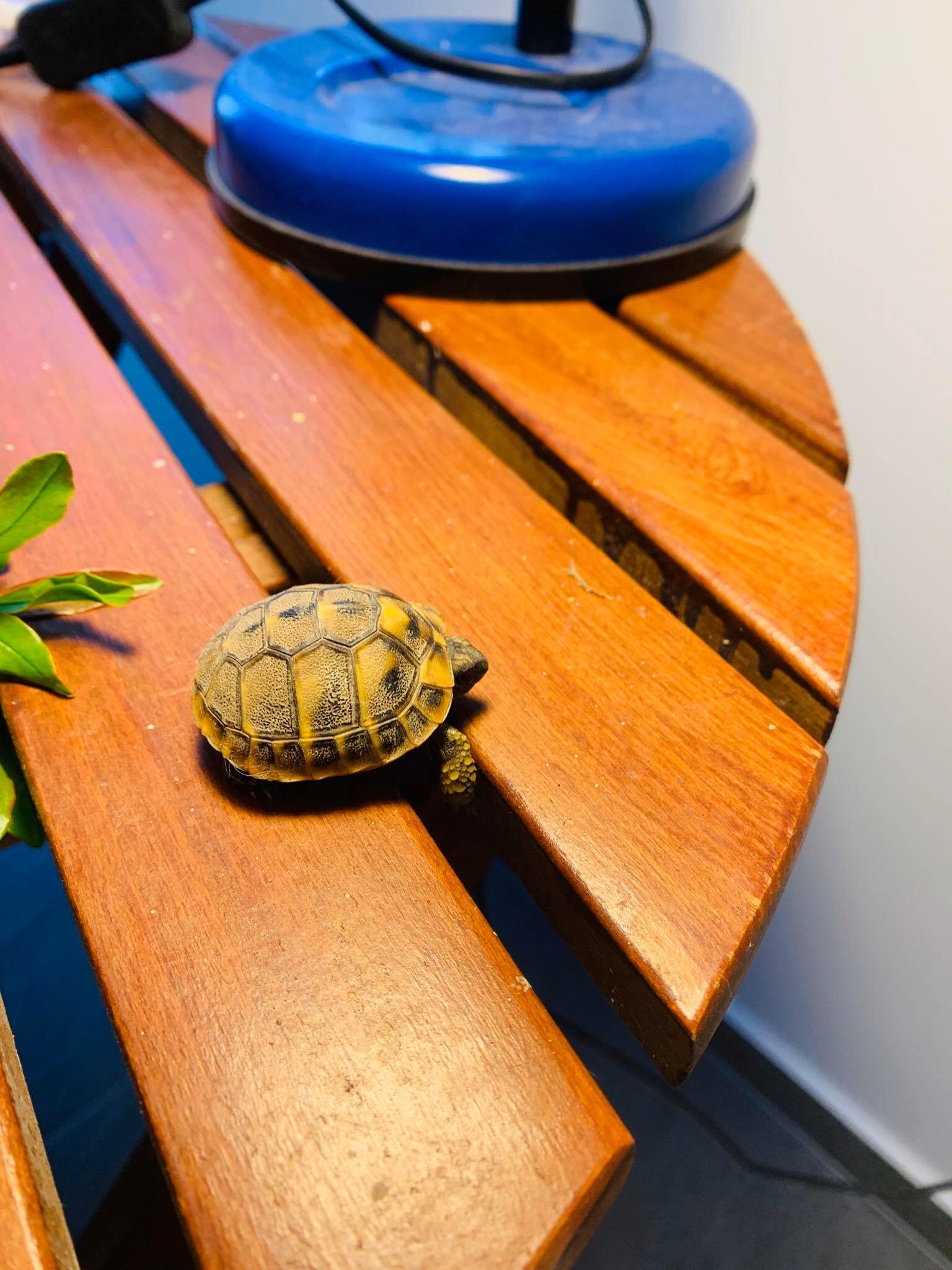 Expat Life in Montenegro Day 329What shall we name our new tortoise3.jpg