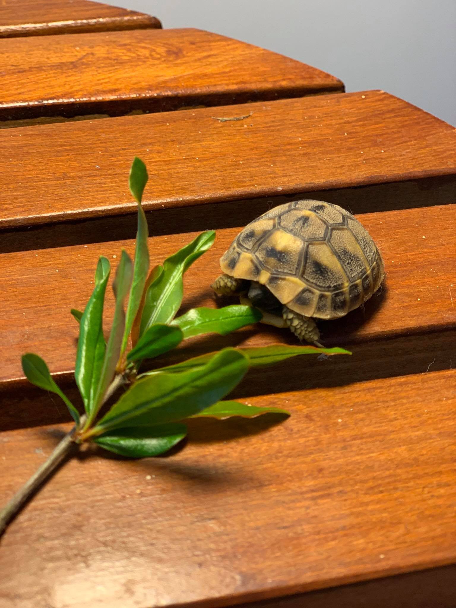 Expat Life in Montenegro Day 329What shall we name our new tortoise.jpg