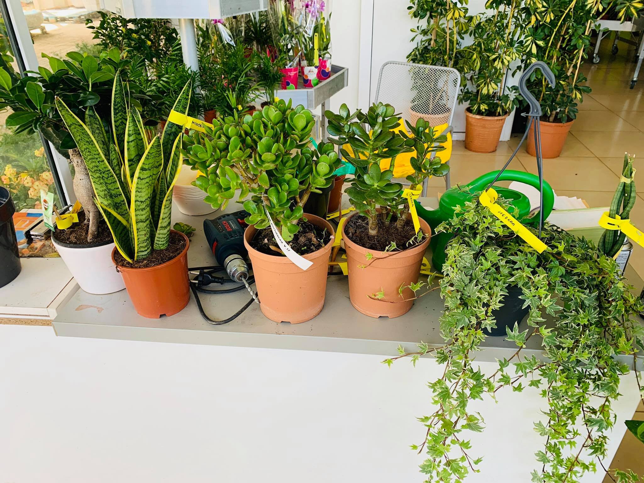 Expat Life in Montenegro Day 362 Indoor plants shopping day!!.jpg