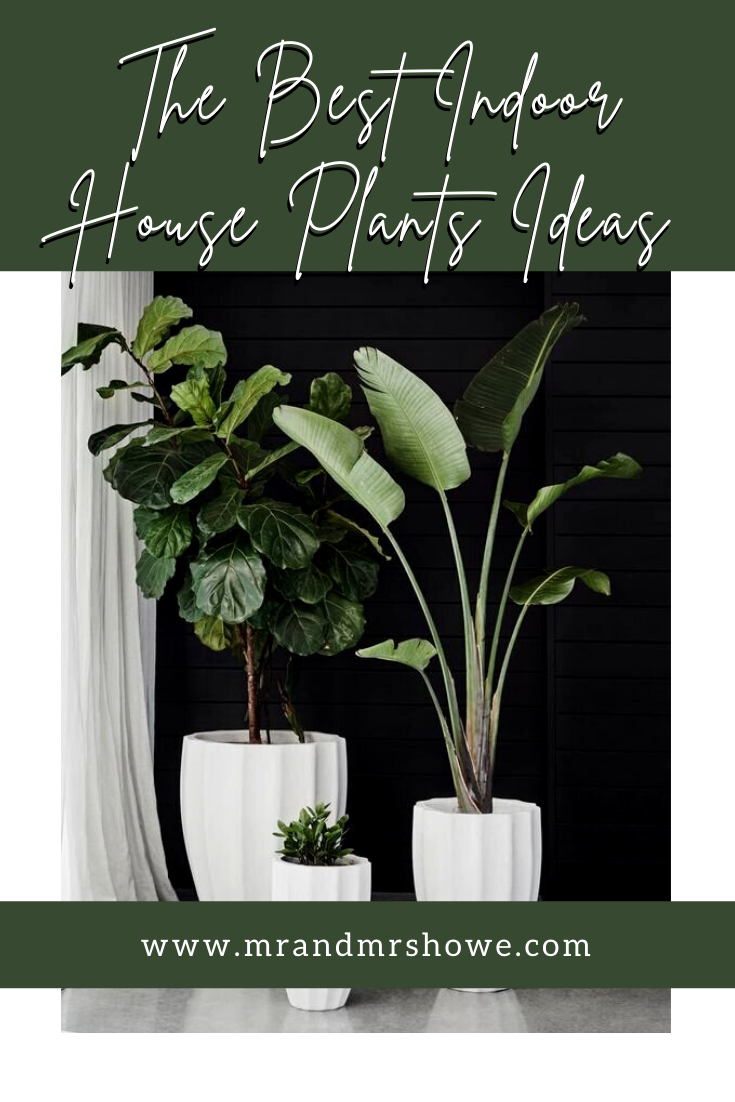 The Best Indoor House Plants Ideas [Montenegro Stone House Renovation Vision Board]1.png