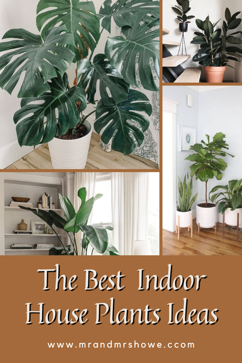 The Best Indoor House Plants Ideas [Montenegro Stone House Renovation Vision Board]2.png