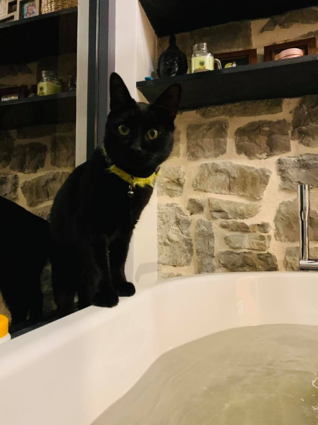 The cats and the bathtub6.jpg