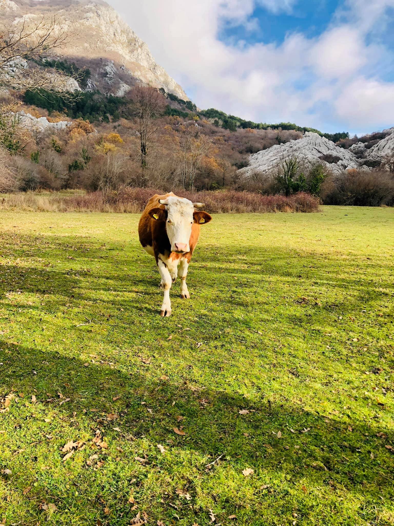 Yesterday’s beautiful hike in Herceg Novi, Montenegro27.jpg