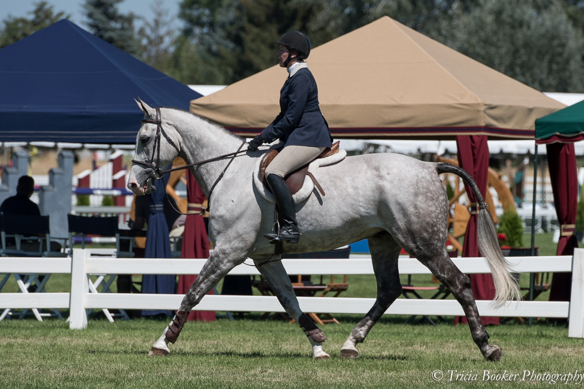 A beautifully turned out equitation rider and horse in competition.