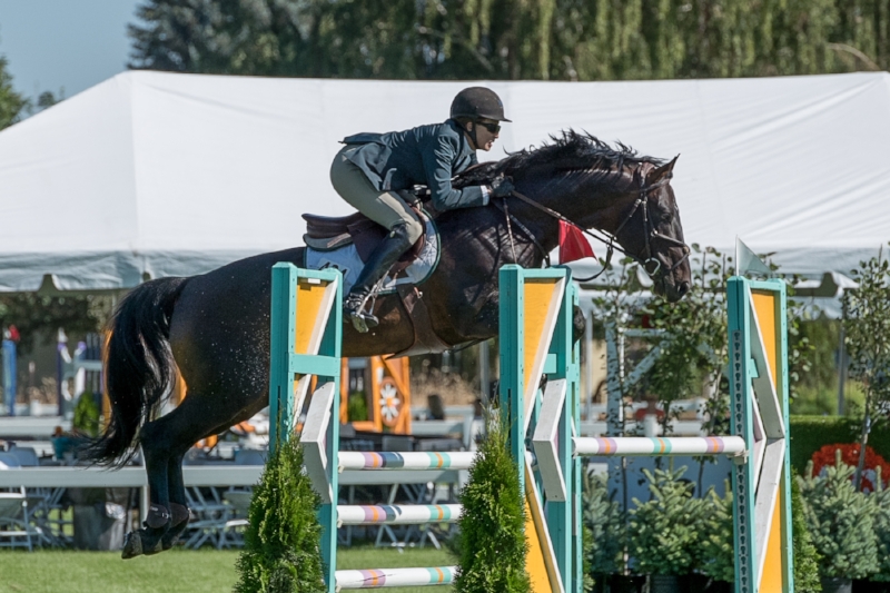 Maplewood's stallion Good To Know with Julie Winkel