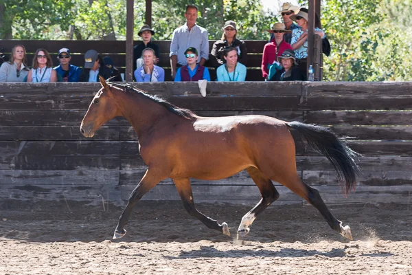 Young Horse Trainer School 