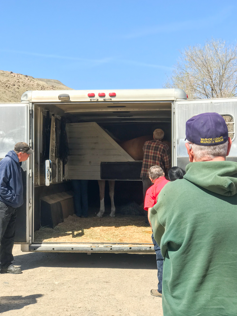 Clinic attendees observe the proper loading of a horse into a trailer.