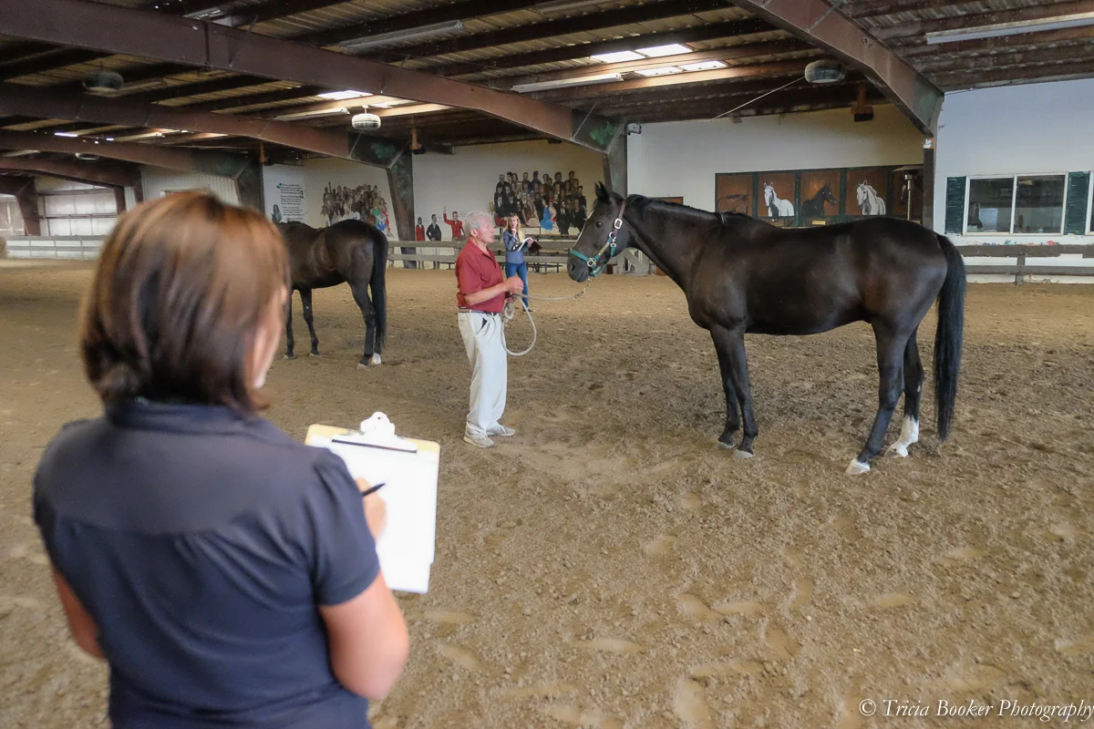 Sport Horse Conformation Seminar Deposit