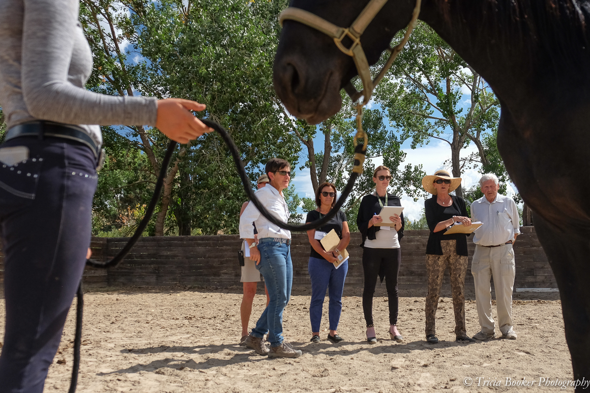 Sport Horse Conformation Seminar