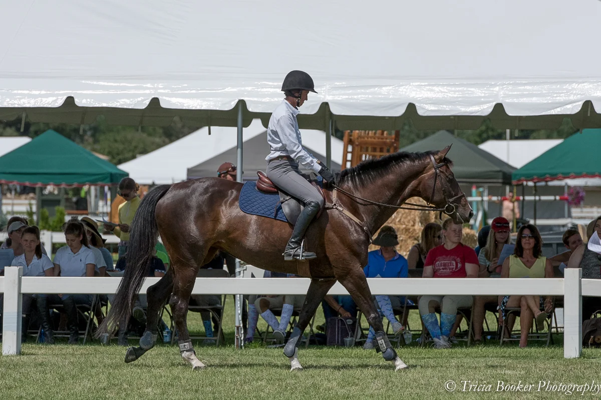 Sale Horse Preview Party