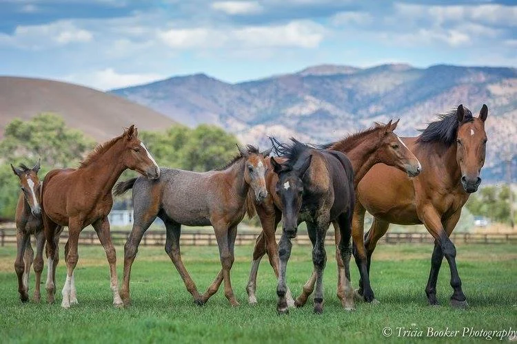 Maplewood’s future sport horse stars by Cartouche Z and Osilvis