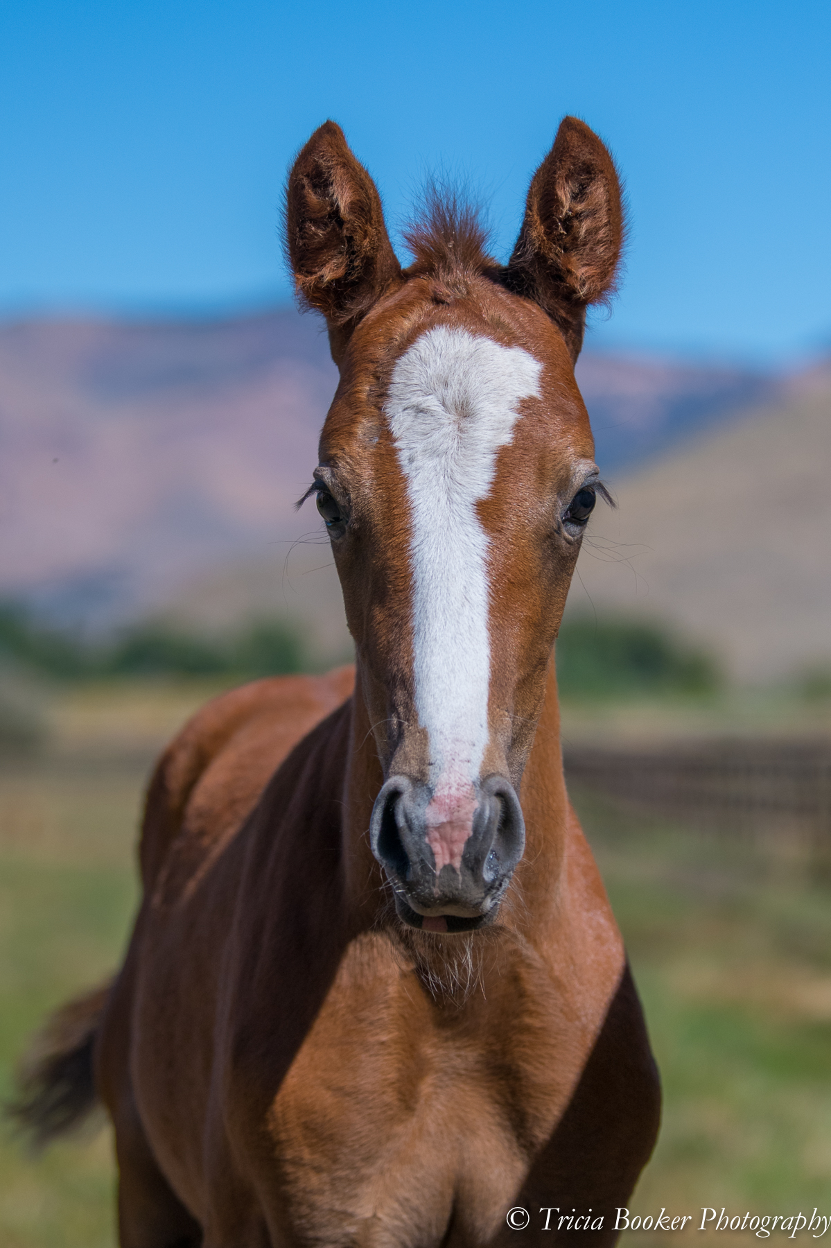 Foals-5193.jpg