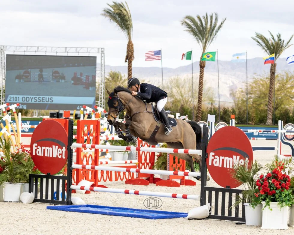 Osilvis Sires Another Top Show Jumper