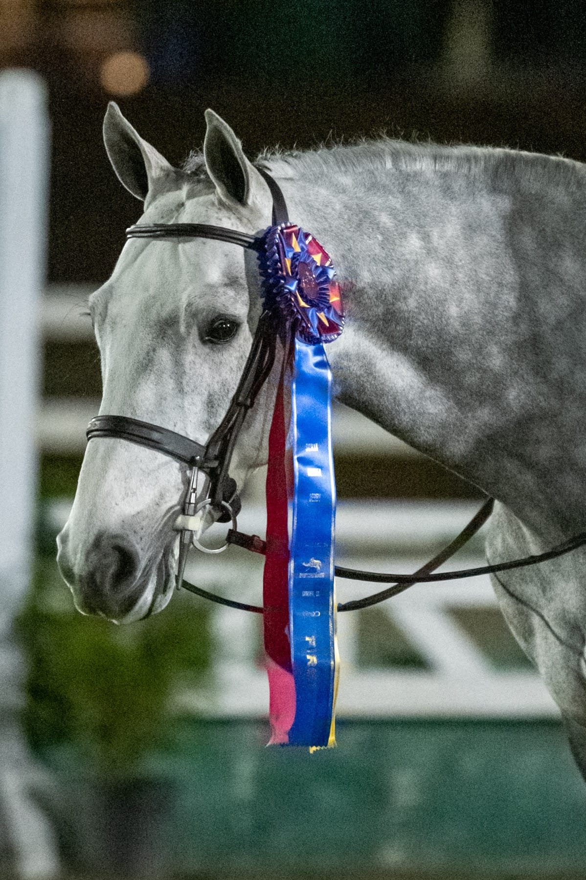 Osilvis Sires 2022 South Carolina Hunter Derby Champion