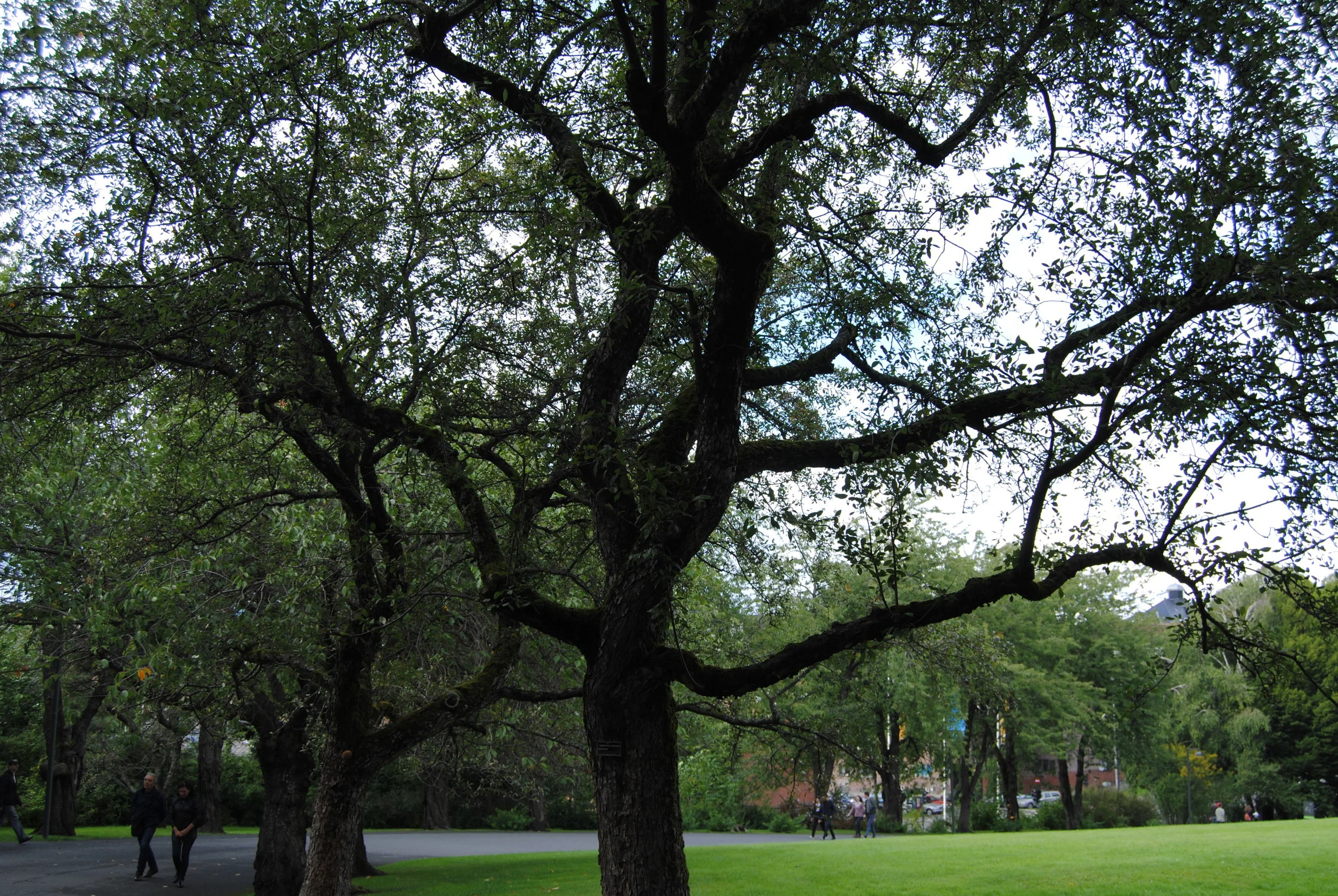 DSC_0296.JPG