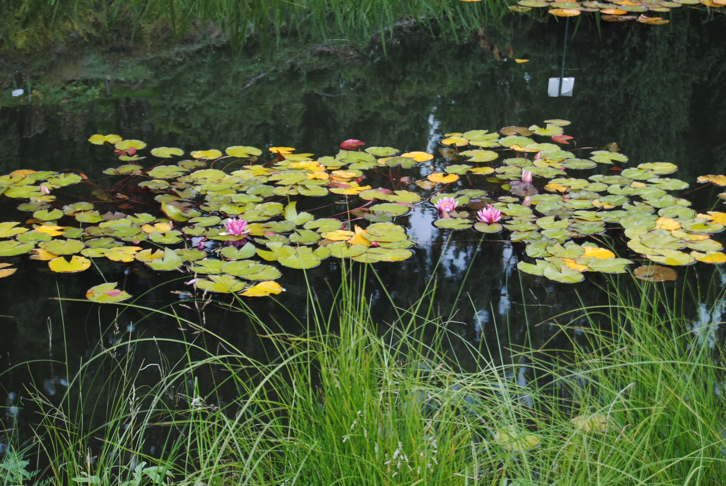 DSC_0299.JPG