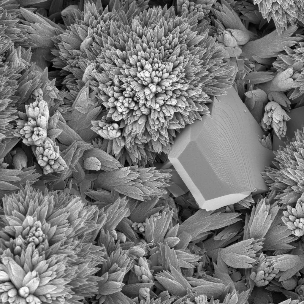 Scanning electron micrograph of calcite (CaCO3) formed from the reaction of calcium oxide with atmospheric CO2. The calcite has a mostly spindle crystal morphology, often radiating from a central point. Microscopy helps to visualize geochemical proce