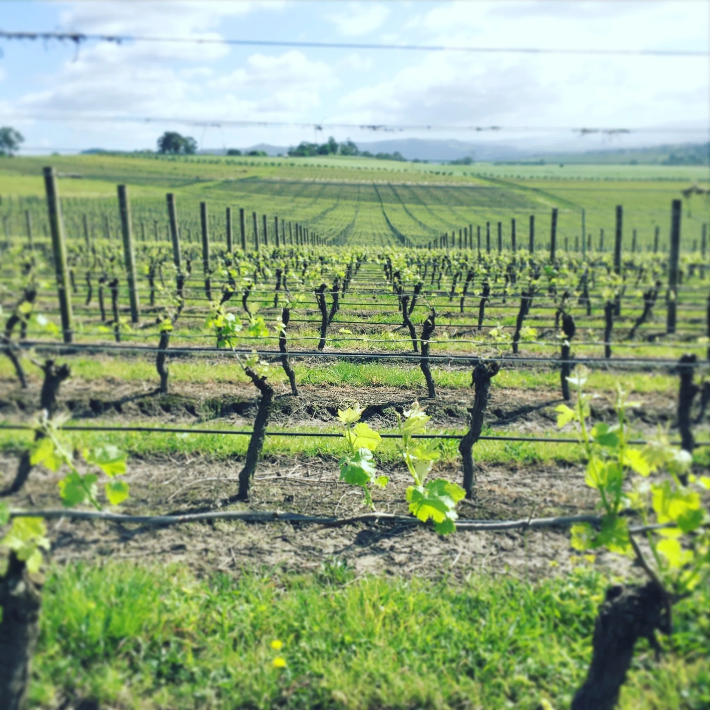 Vineyard in Spring.jpg
