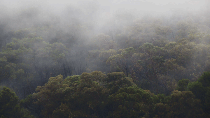 misttrees.gif