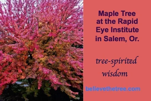 Maple Tree Deck Affirmation Card.webp