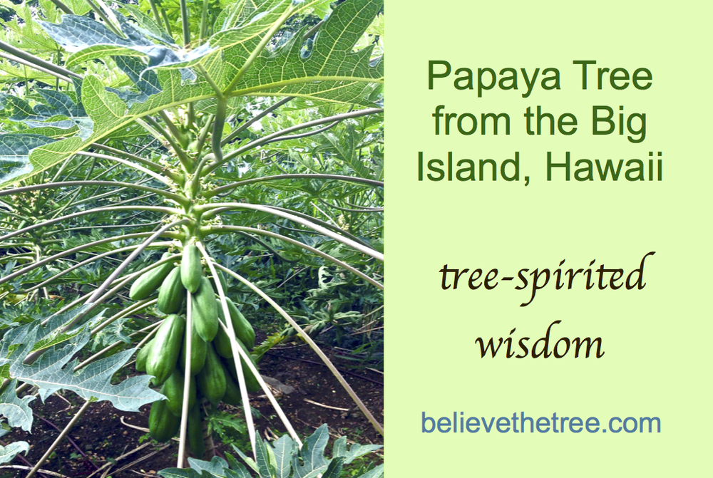 Papaya Tree Deck Affirmation Card.webp
