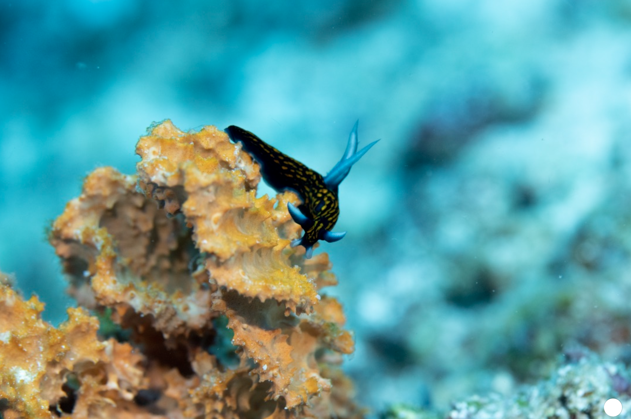 dumaguete_nudi.png