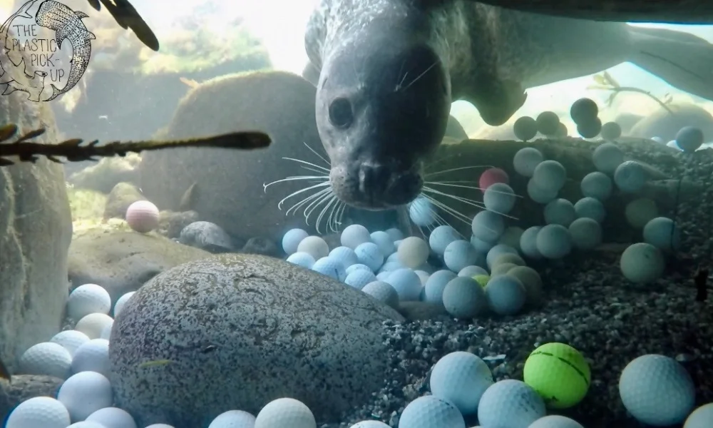 seal.jpg