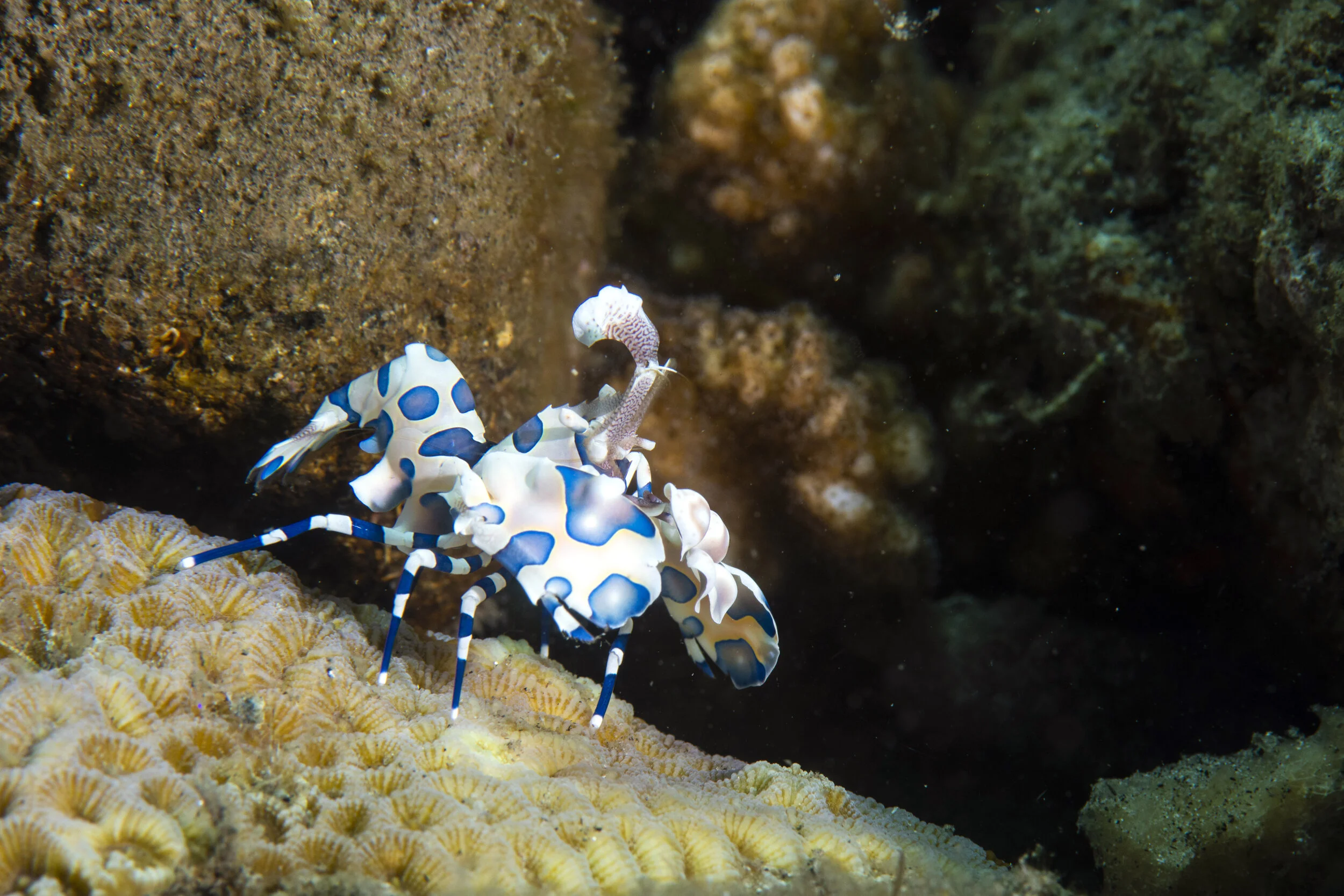 b_Dumaguete_July2019_011b.jpg