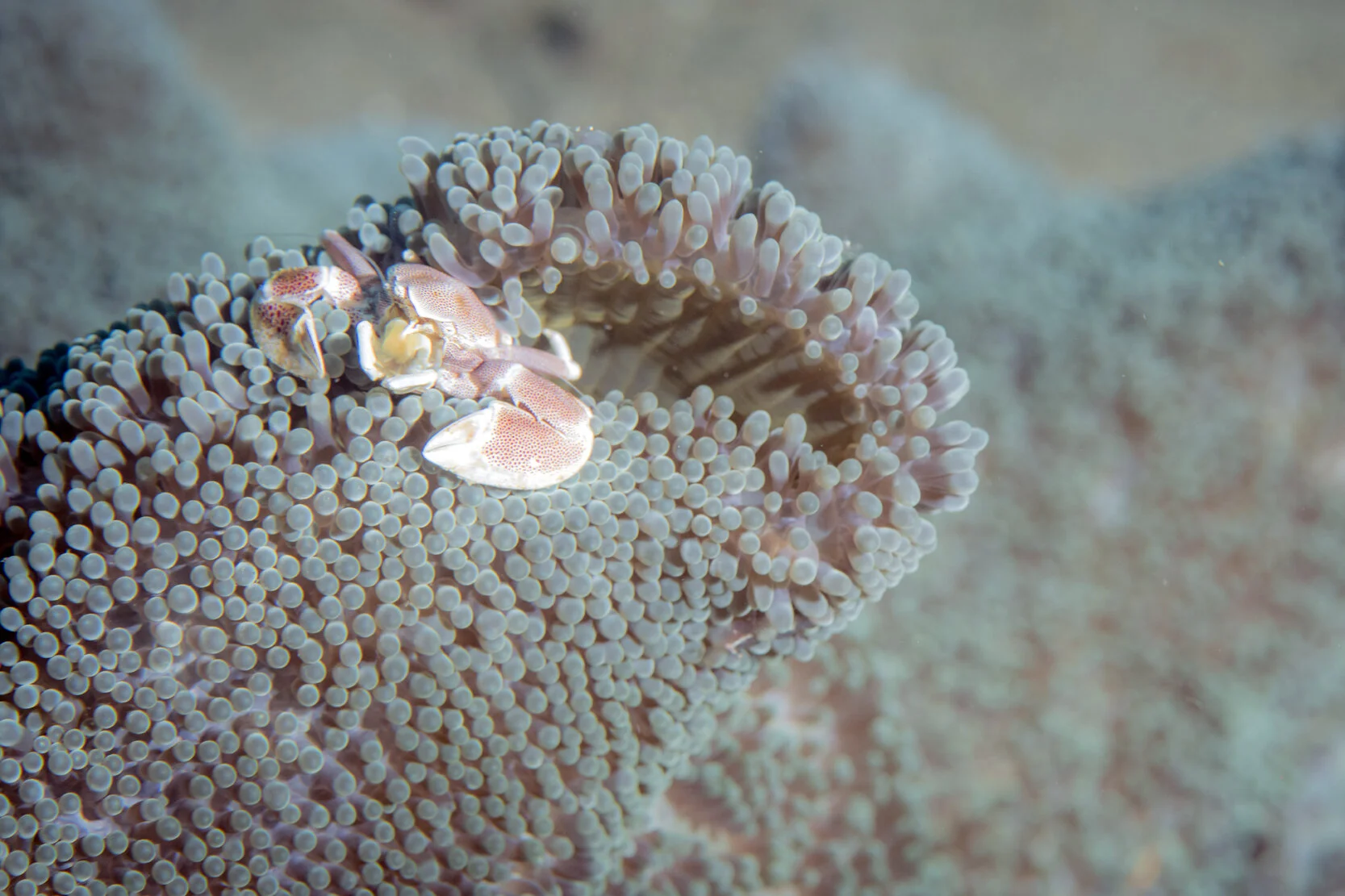 Dumaguete_July2019_015_72dpi.jpg