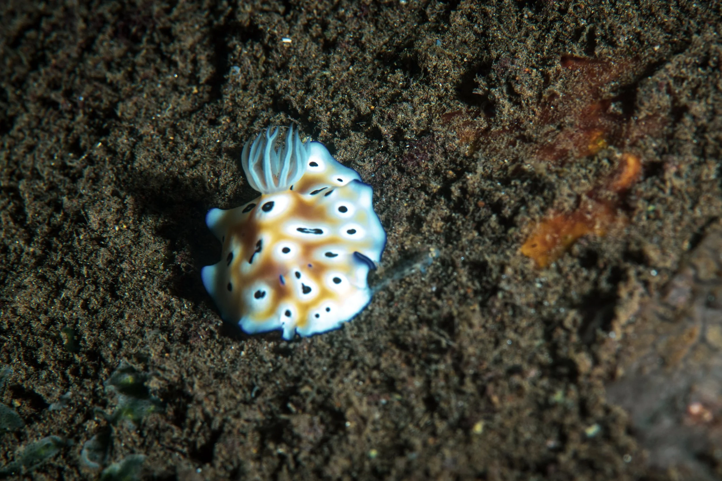S_Dumaguete_July2019_217b.jpg
