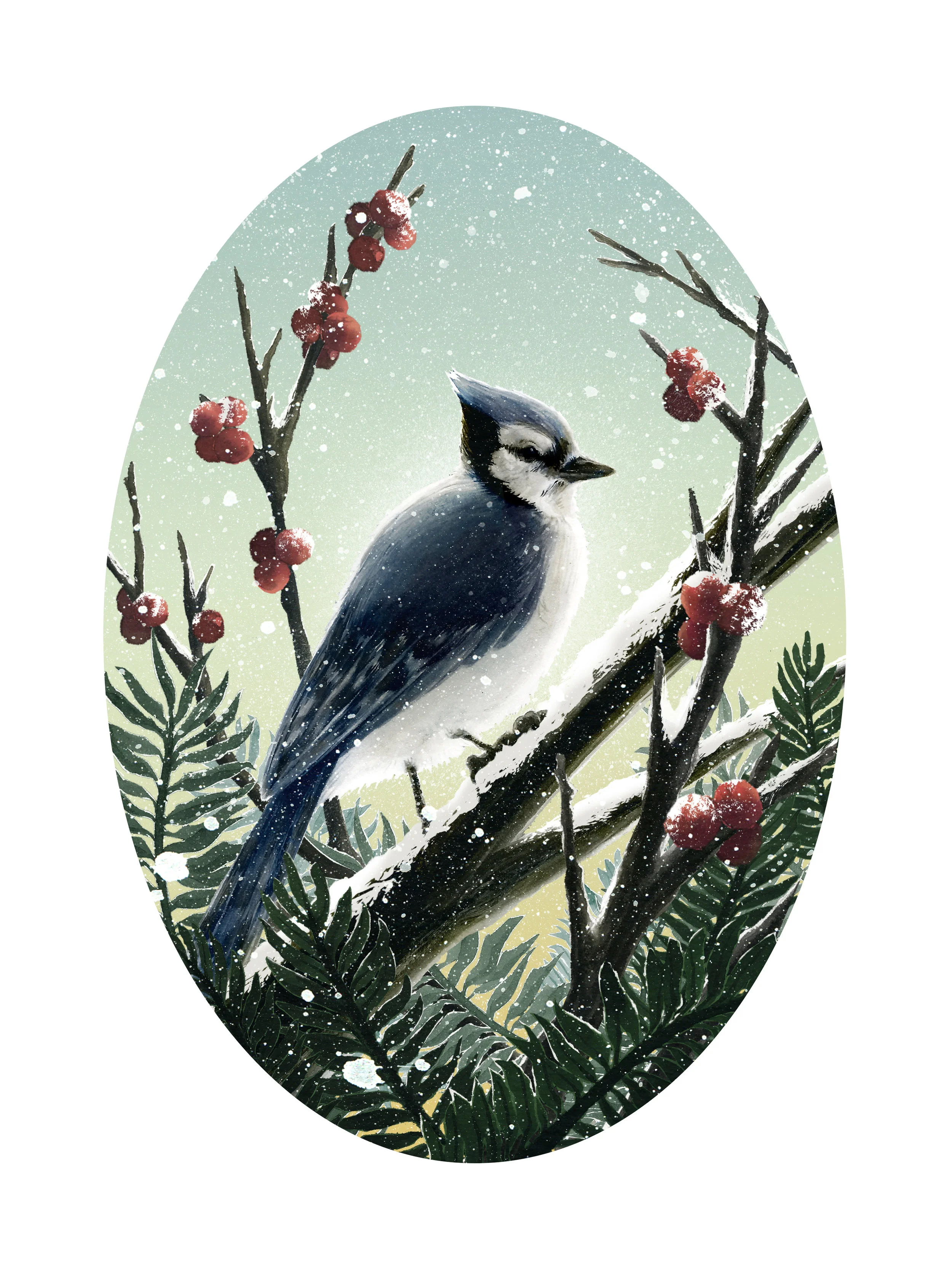 bluejay.jpg