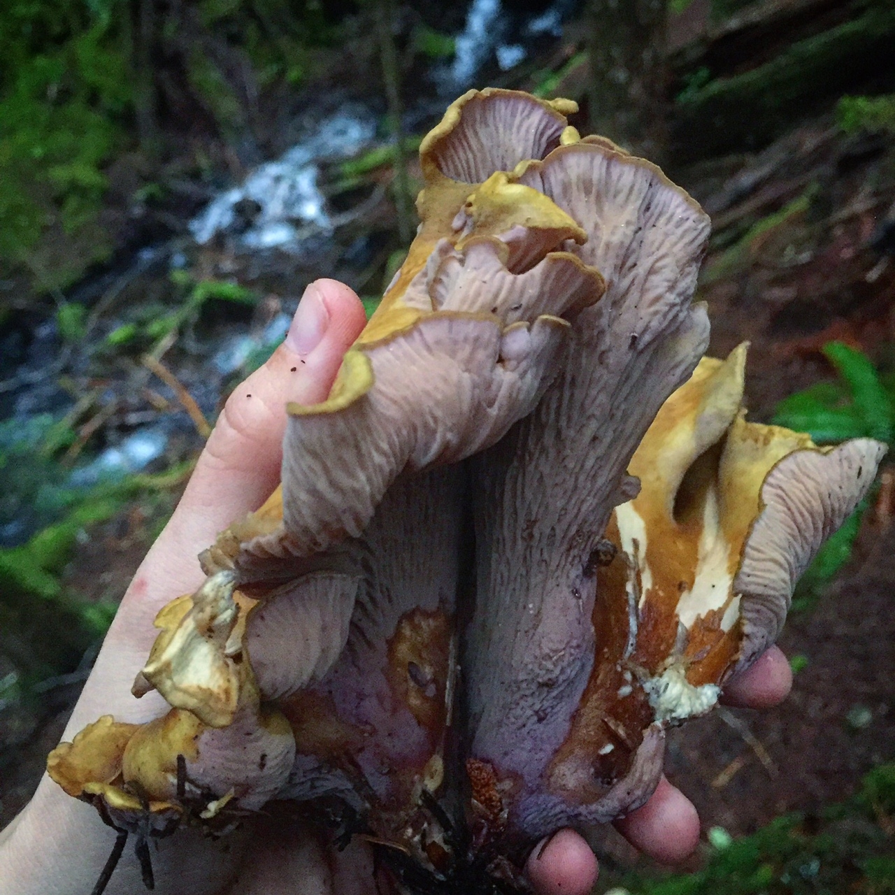 Pig's Ear mushroom (Gomphus clavatus). A gourmet treat better than any Halloween candy!