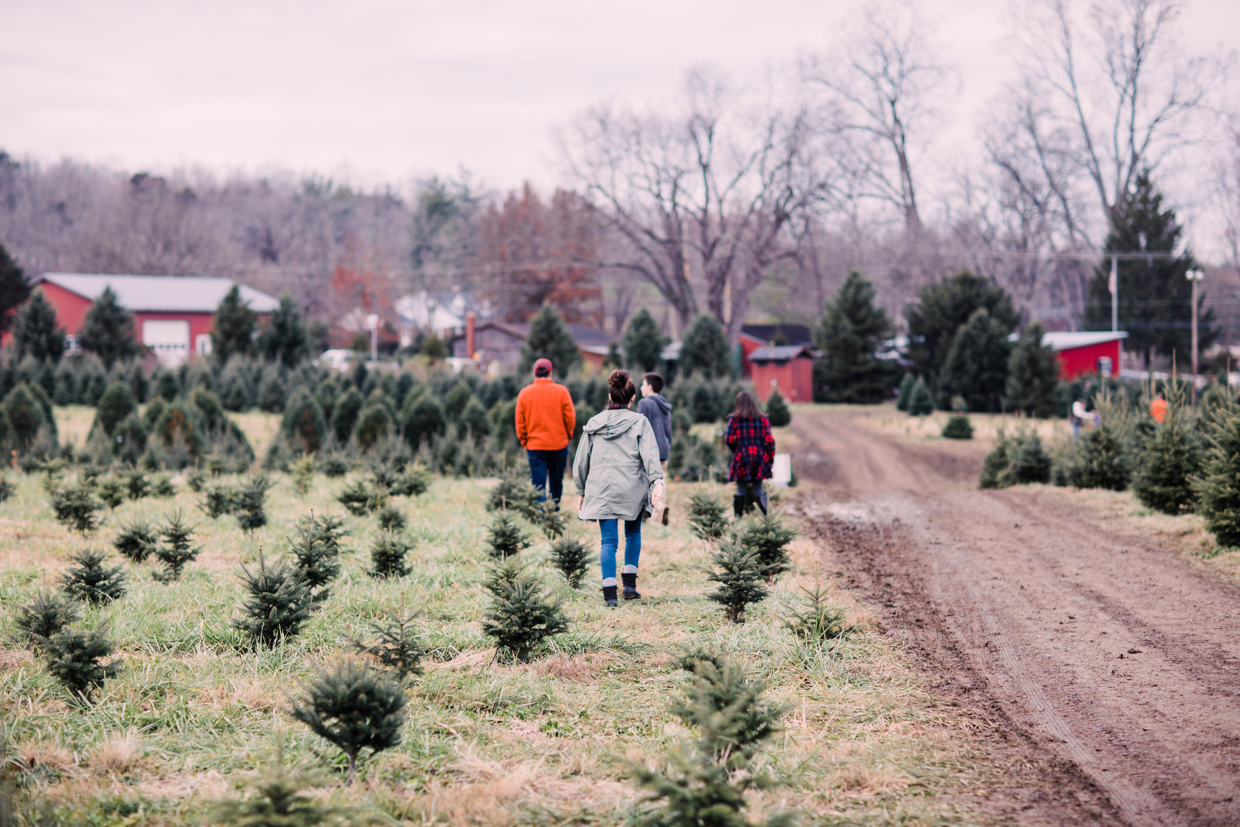 Trees, traditions, and changes.