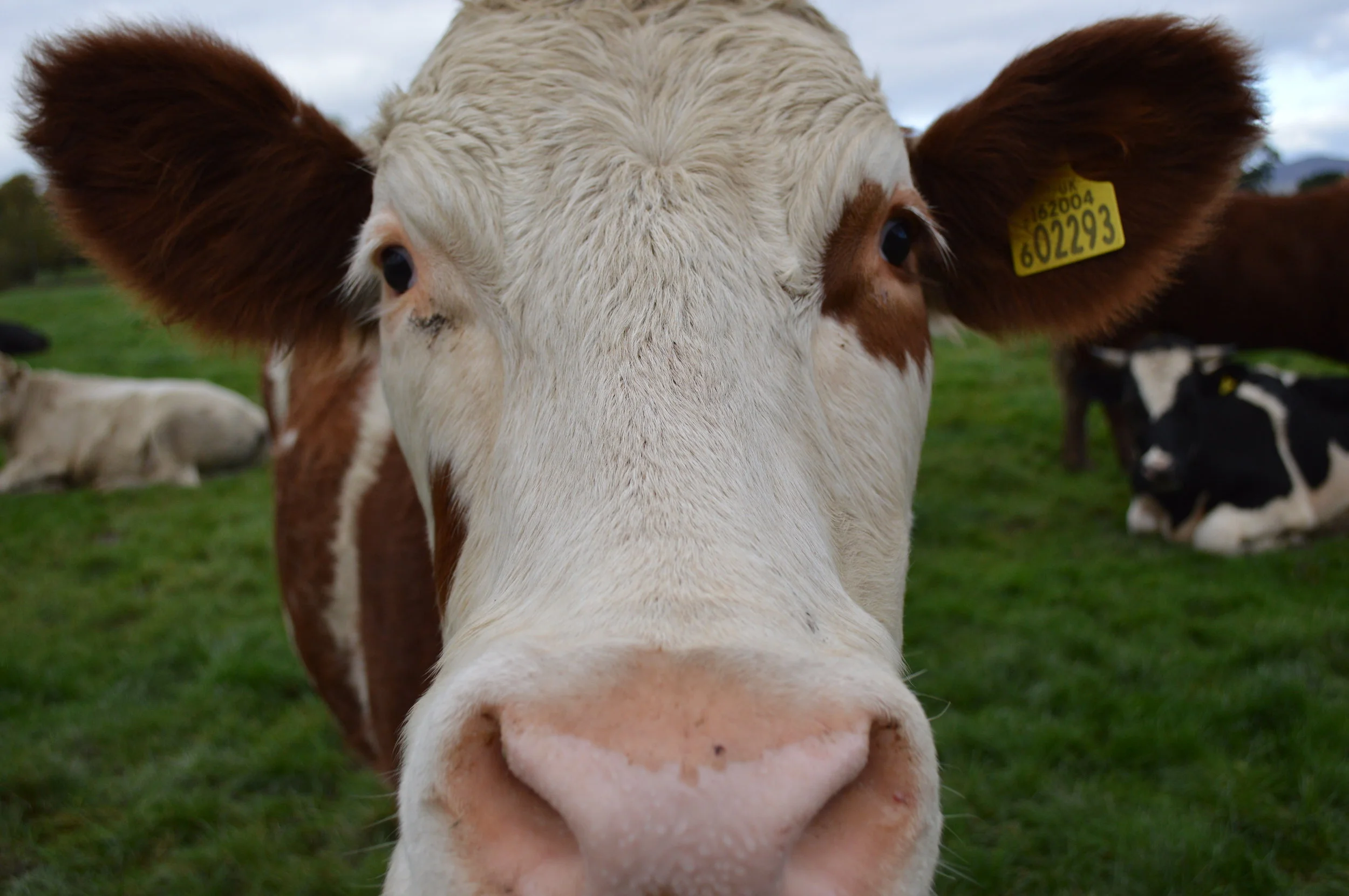 “Cow in Pasture” by debjam licensed under CC 2.0