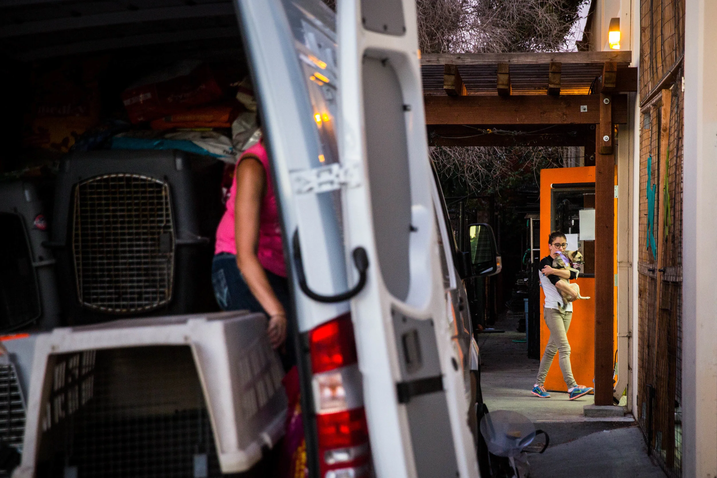 Staff member Amanda Davis (left) and Holly Baroni (right) prepare to transfer some of the dogs back to the sanctuary in Willits, California, after receiving permission from the local sheriff.