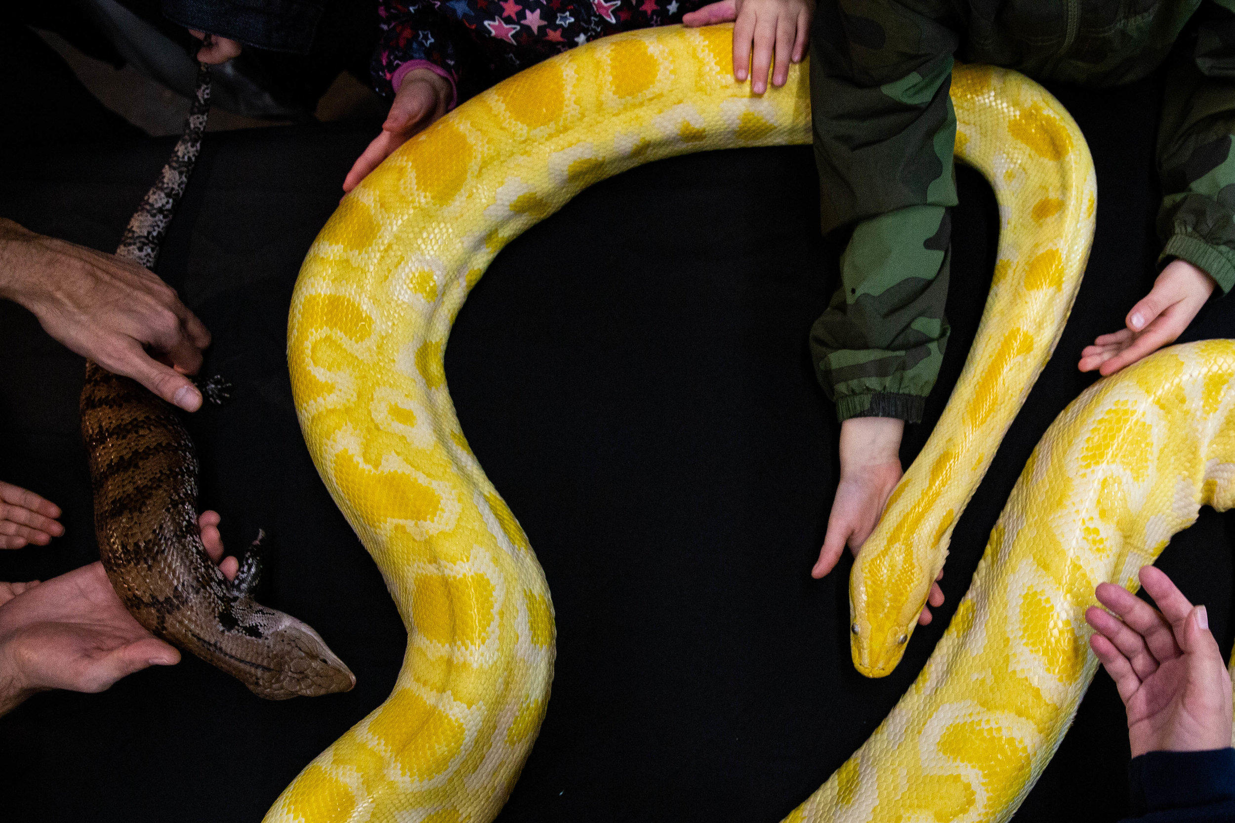  Event-goers interact with reptiles during Reptilian Nation Expo held at Cow Palace in Daly City, California, on Saturday, Feb. 9, 2019 