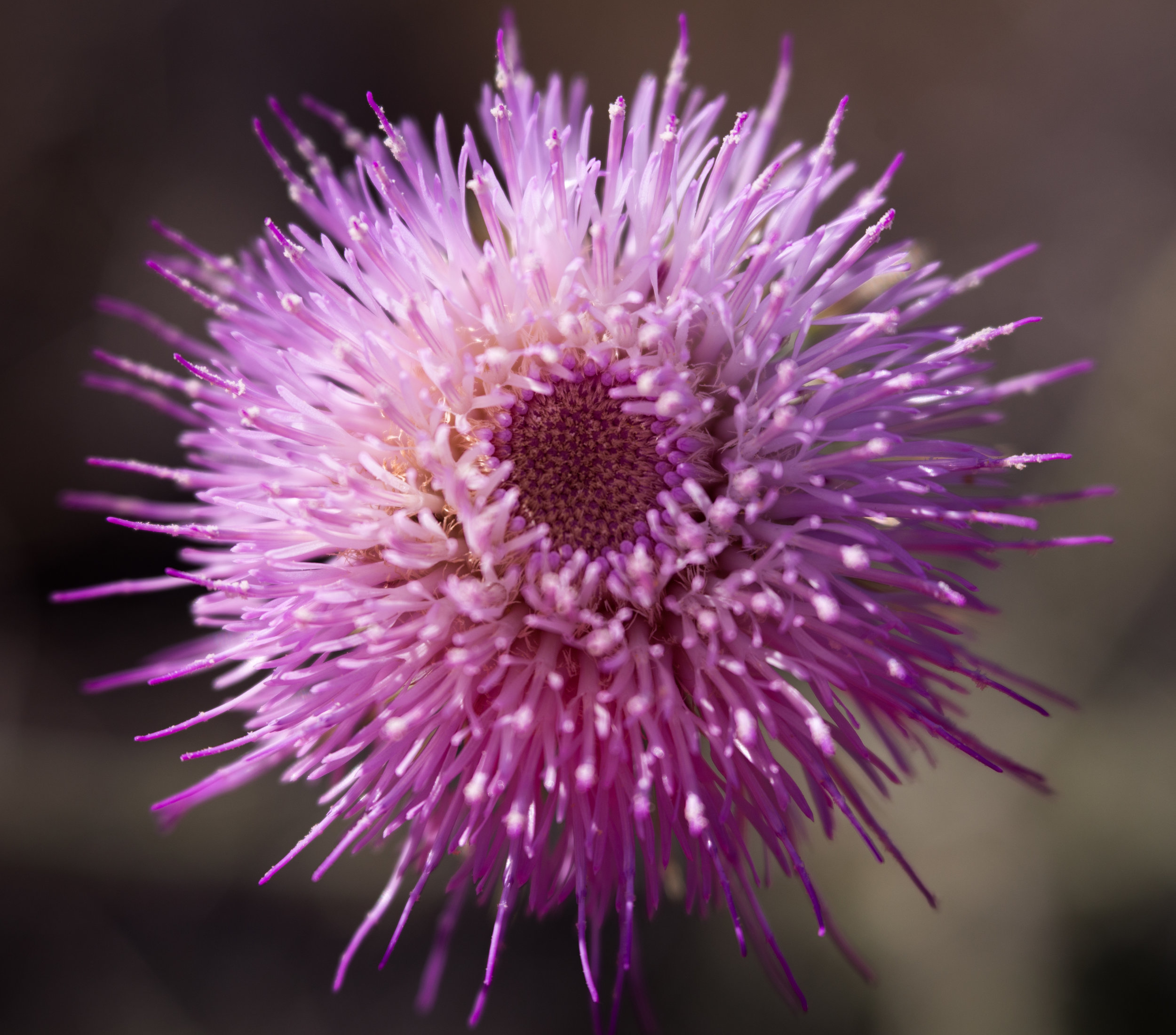 Desert Thistle in Bloom
