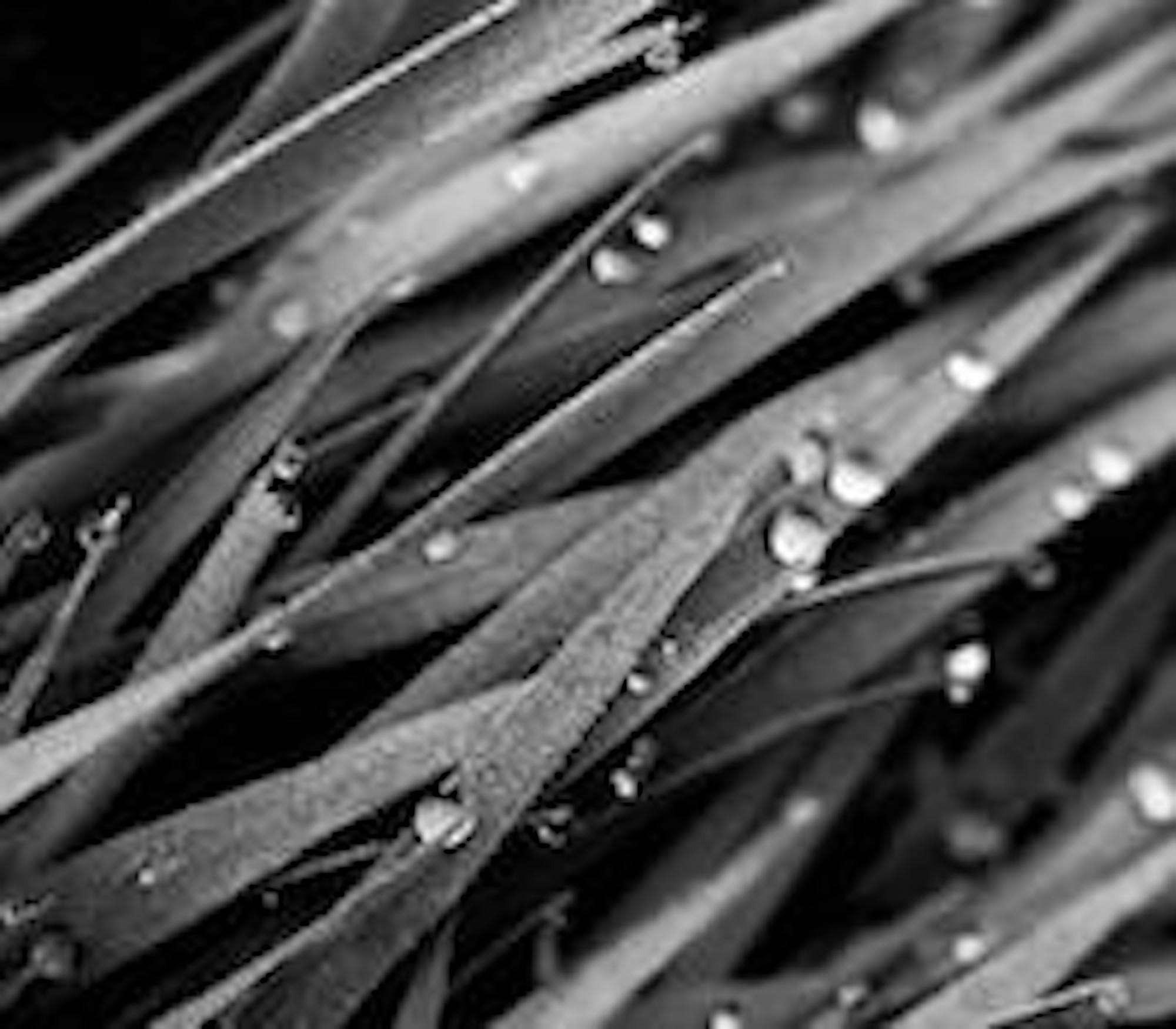 Morning dew on grass