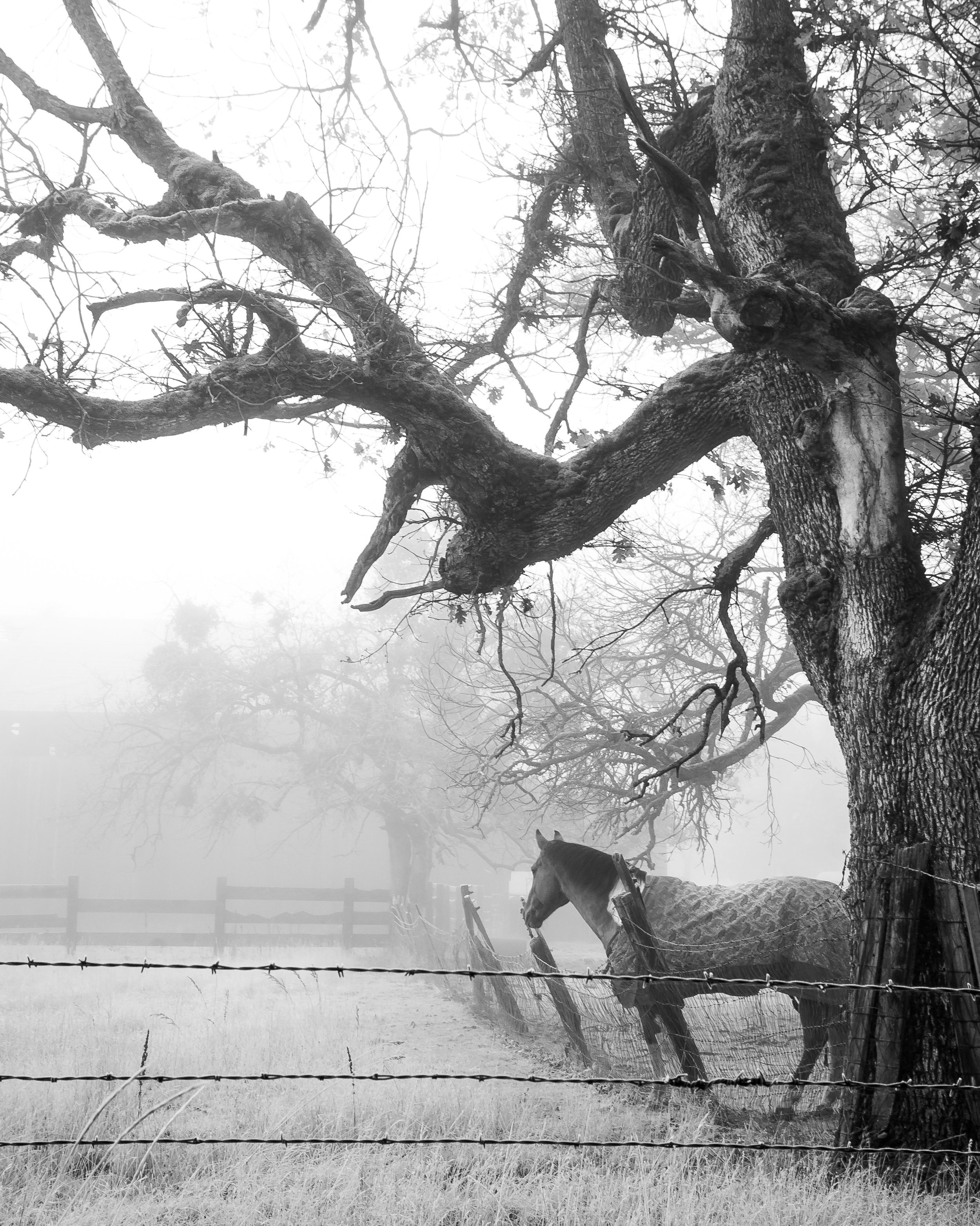 Frosty November-7.jpg