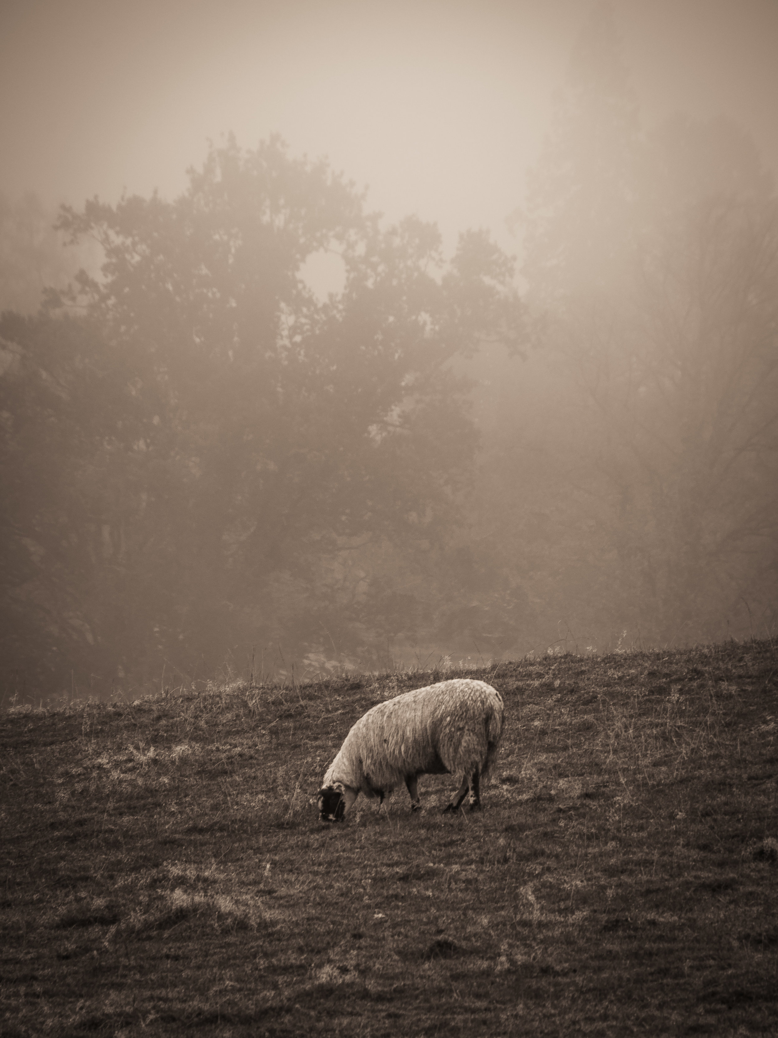 Scotish highlands 2017-2.jpg