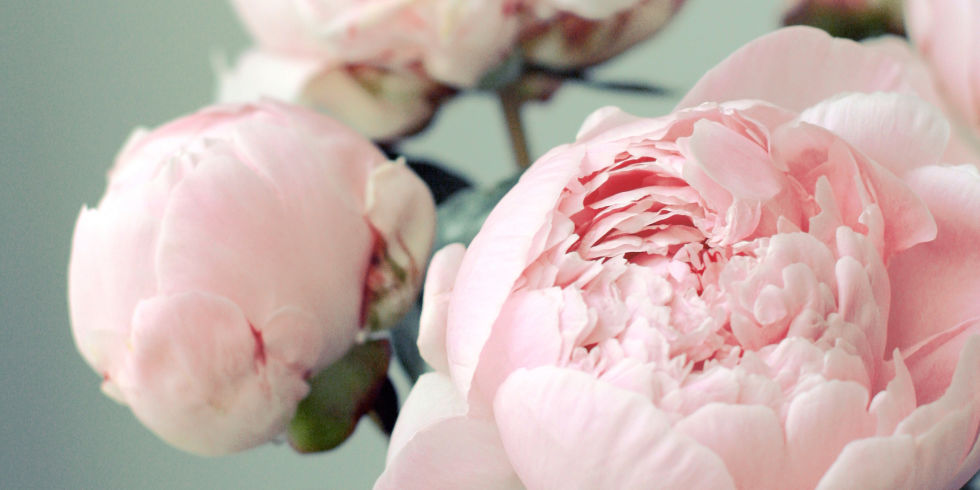 CUT FLOWER TRADER- website design {in process}