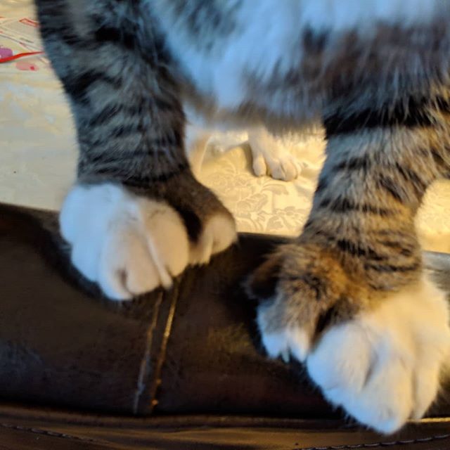 Syd can open doors with these special 5 toed feet!!! #,tabby cat feet