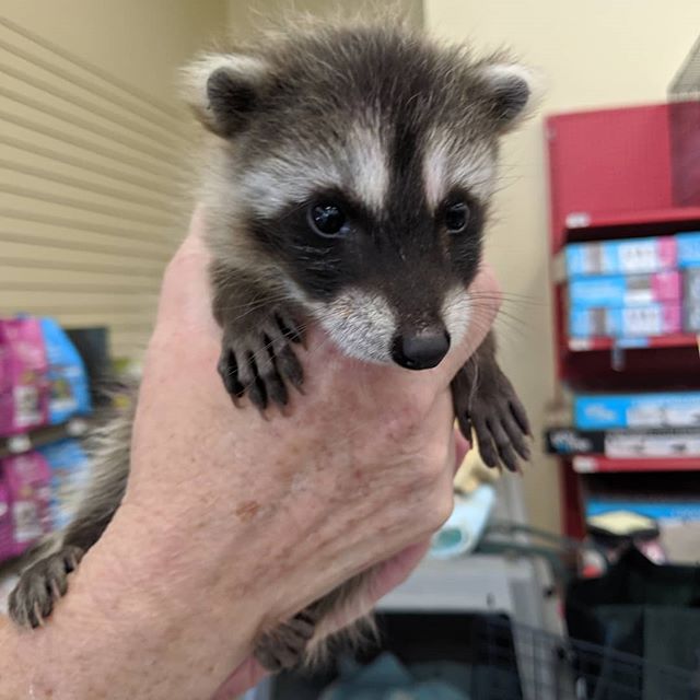 Rufer the baby Raccoon found by cat rescue group and now bottle feeding him.  When he gets older he is going to be released into the wild life preserve !!!! #baby raccoon, #rescue#MB,#wildlife