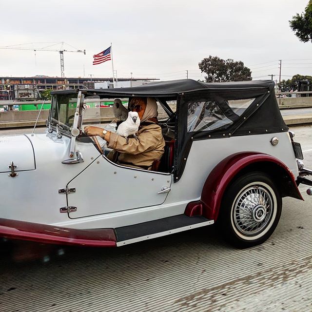 Cockatoos on board!! Anything in LA!! #cockatoo #losangeles #wow #hilarious #lol #animals #vintagecars #10freeway #freeway #10 #america #california #highway #rebel #anythingispossible #bird #birdlife