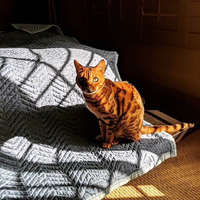 Tomba, the Bengal cat in striped lighting #Bengal cat#shadow lighting#short hair gold with stripes cat#Torrance#stripes#natural lighting cat